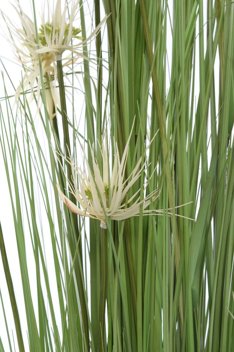 Trawa pionowa Quigley Flower w kolorze zielonym - niska cena